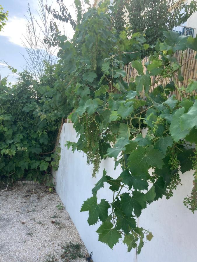 Quetzal Perpignan